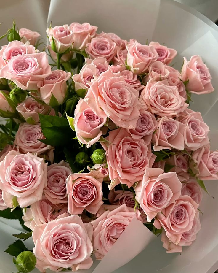 60 Pink Roses Long Stem Roses